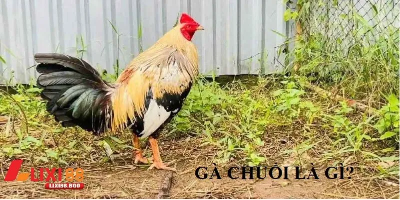 Gà chuối mạng gì – Khám phá bí ẩn tướng gà đá cực phẩm  - id Gà chuối mạng gì – Khám phá bí ẩn tướng gà đá cực phẩm